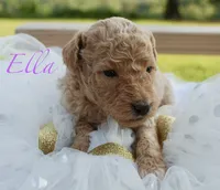 Ella , a female Miniature Labradoodle for sale in Center Ridge, AR – 1 of 1