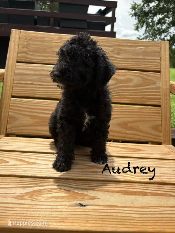 Audrey – Miniature Aussiedoodle puppy for sale in Center Ridge, AR