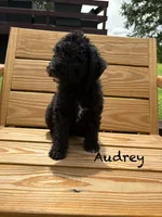 Audrey, a female Miniature Aussiedoodle for sale in Center Ridge, AR – 1 of 2