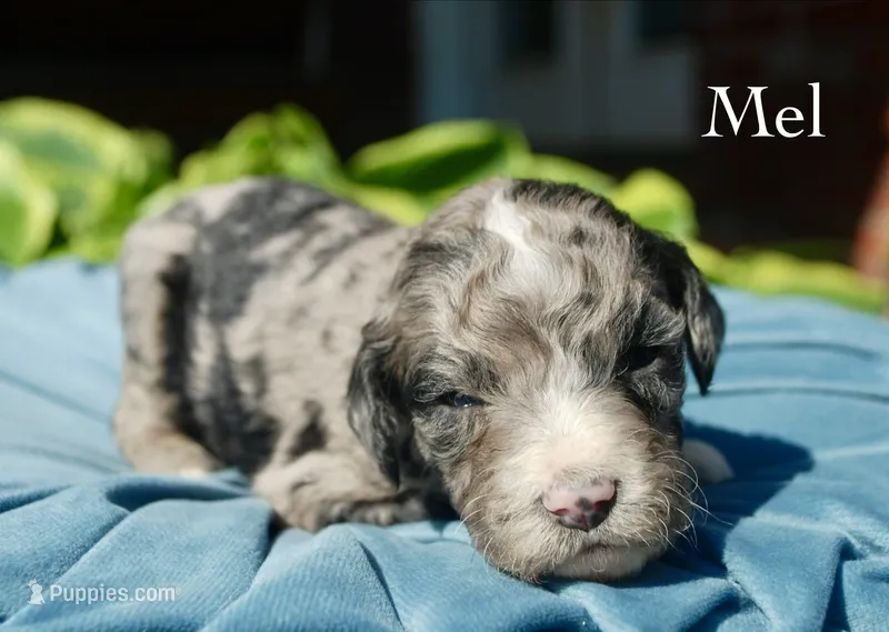 Mel – Aussiedoodle puppy for sale in Center Ridge, AR