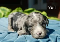 Mel, a female Aussiedoodle for sale in Center Ridge, AR – 1 of 1