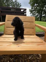Audrey, a female Miniature Aussiedoodle for sale in Center Ridge, AR – 2 of 2