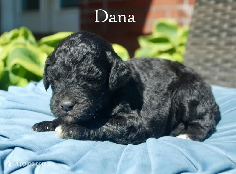Dana – Miniature Aussiedoodle puppy for sale in Center Ridge, AR