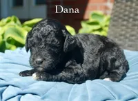 Dana, a female Miniature Aussiedoodle for sale in Center Ridge, AR – 1 of 1