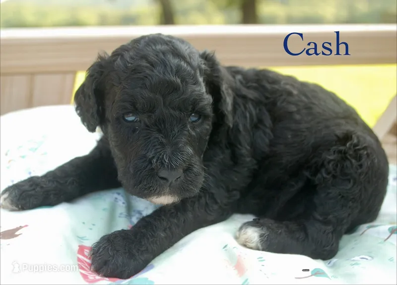 Cash – Miniature Labradoodle puppy for sale in Center Ridge, AR