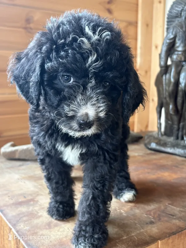 Stella – Miniature Aussiedoodle puppy for sale in Center Ridge, AR
