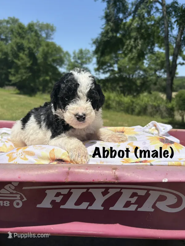 Abbot – Miniature Aussiedoodle puppy for sale in Center Ridge, AR
