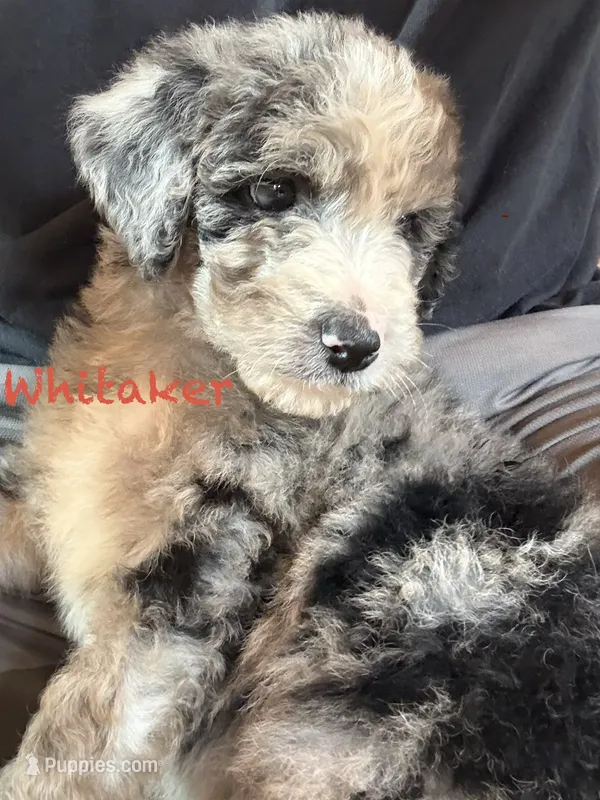 Whitaker – Miniature Aussiedoodle puppy for sale in Center Ridge, AR