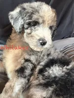Whitaker, a male Miniature Aussiedoodle for sale in Center Ridge, AR – 1 of 3