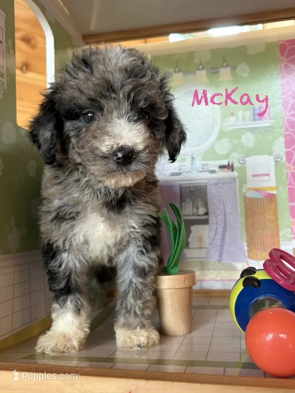 McKay – Miniature Aussiedoodle puppy for sale in Center Ridge, AR