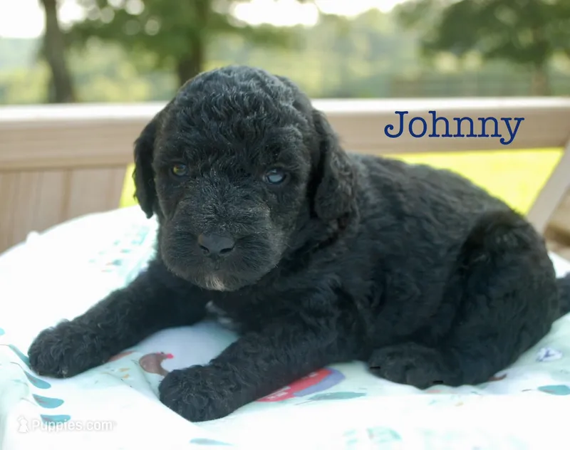 Johhny – Miniature Labradoodle puppy for sale in Center Ridge, AR