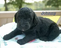 Johhny, a male Miniature Labradoodle for sale in Center Ridge, AR – 1 of 1