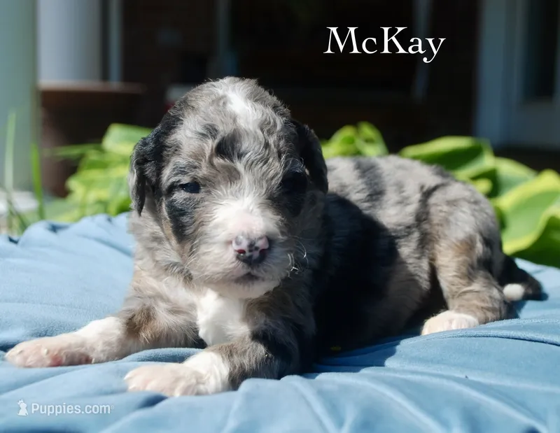 McKay – Miniature Aussiedoodle puppy for sale in Center Ridge, AR