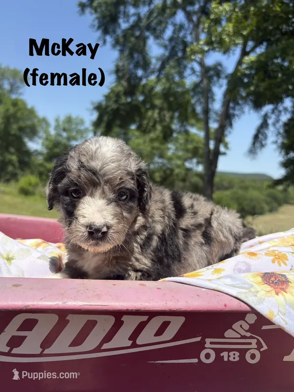 McKay – Miniature Aussiedoodle puppy for sale in Center Ridge, AR
