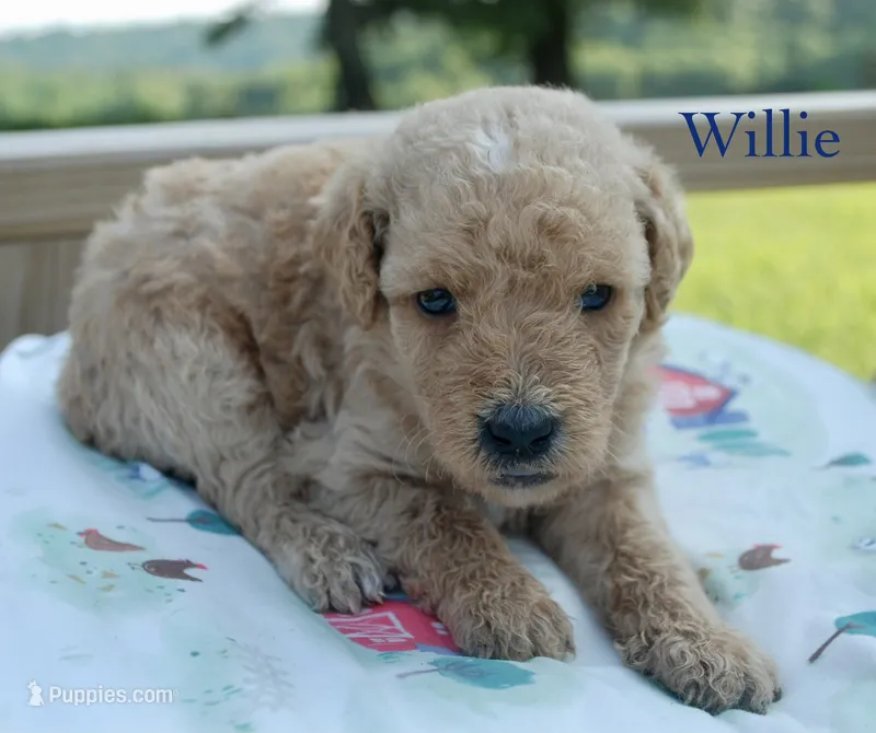 Willie – Miniature Labradoodle puppy for sale in Center Ridge, AR
