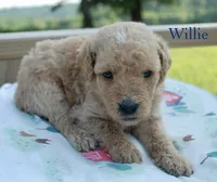 Willie, a male Miniature Labradoodle for sale in Center Ridge, AR – 1 of 1