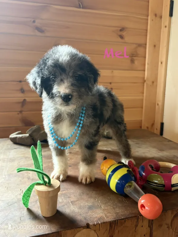 Mel – Miniature Aussiedoodle puppy for sale in Center Ridge, AR