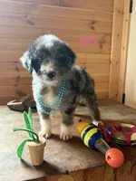 Mel, a female Miniature Aussiedoodle for sale in Center Ridge, AR – 1 of 3