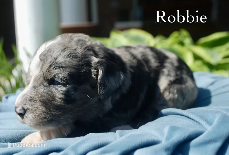 Robbie – Miniature Aussiedoodle puppy for sale in Center Ridge, AR