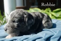Robbie, a male Miniature Aussiedoodle for sale in Center Ridge, AR – 1 of 1
