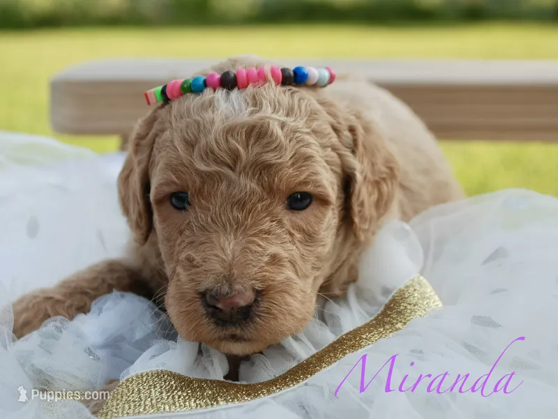 Miranda  – Miniature Labradoodle puppy for sale in Center Ridge, AR
