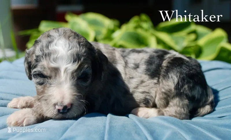 Whitaker – Miniature Aussiedoodle puppy for sale in Center Ridge, AR