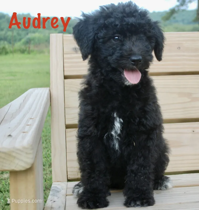 Audrey – Miniature Aussiedoodle puppy for sale in Center Ridge, AR