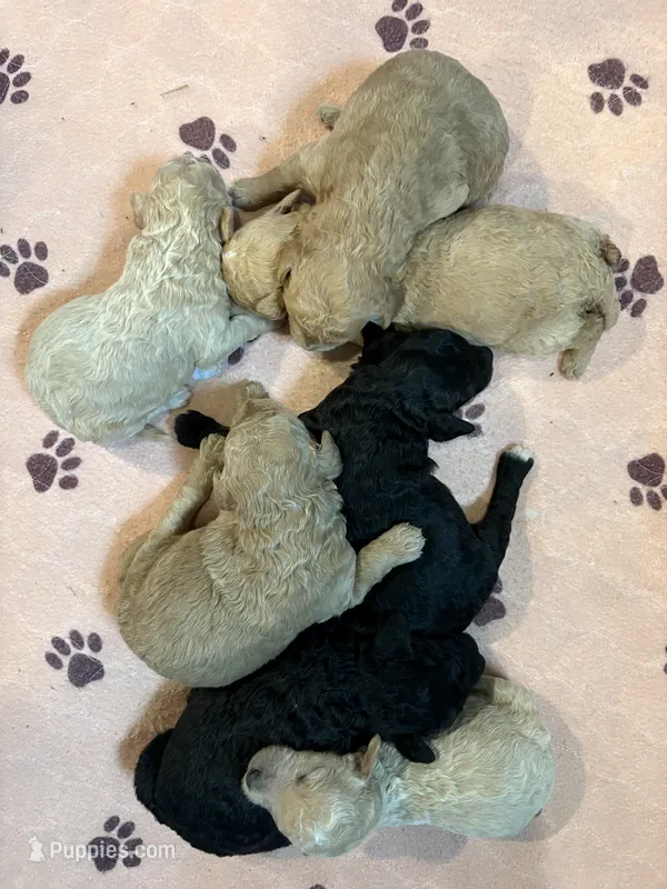 Litter Pic – Miniature Labradoodle puppy for sale in Center Ridge, AR