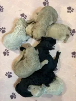 Litter Pic, a female Miniature Labradoodle for sale in Center Ridge, AR – 1 of 1