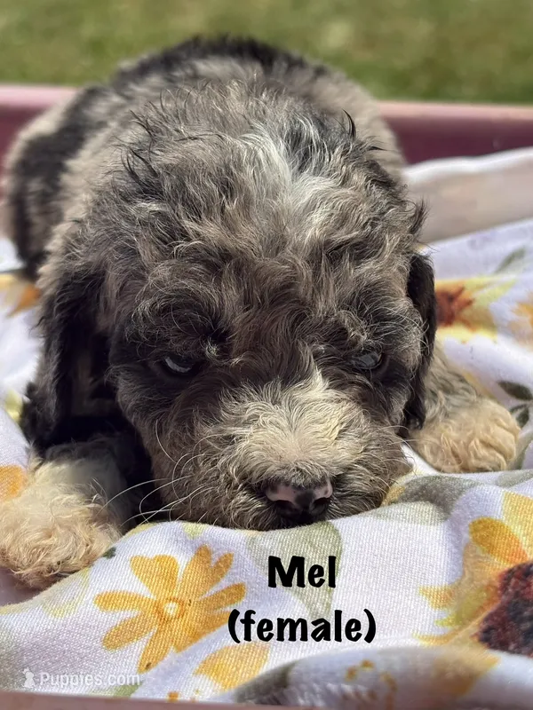 Mel – Aussiedoodle puppy for sale in Center Ridge, AR