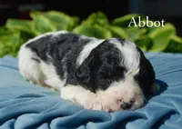 Abbot, a male Miniature Aussiedoodle for sale in Center Ridge, AR – 1 of 1