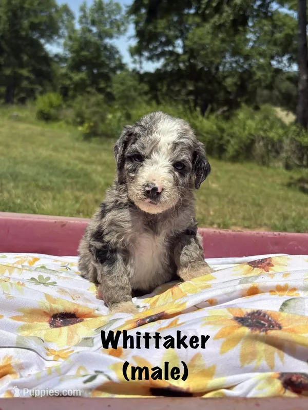 Whitaker – Miniature Aussiedoodle puppy for sale in Center Ridge, AR