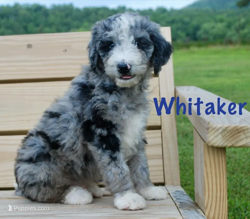 Whitaker – Miniature Aussiedoodle puppy for sale in Center Ridge, AR