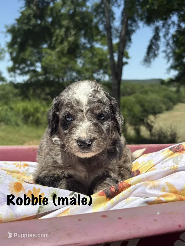 Robbie – Miniature Aussiedoodle puppy for sale in Center Ridge, AR