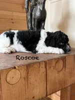 Roscoe , a male Miniature Goldendoodle for sale in Center Ridge, AR – 1 of 2