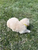 Yellow, a female Golden Retriever for sale in Crab Orchard, KY – Photo 2 of 2