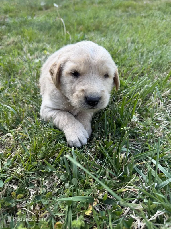 Yellow – Golden Retriever puppy for sale in Crab Orchard, KY