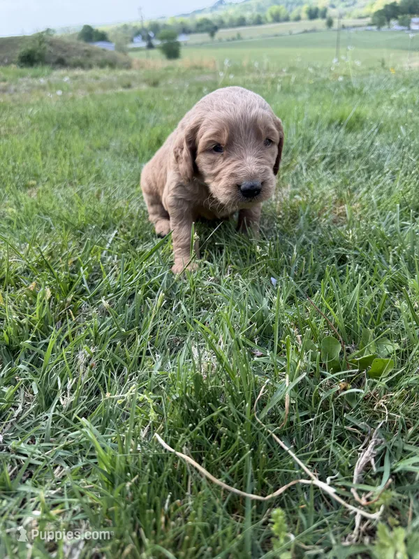 Light Blue – Golden Retriever puppy for sale in Crab Orchard, KY