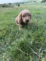 Light Blue, a female Golden Retriever for sale in Crab Orchard, KY – Photo 1 of 2