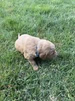 Light Blue, a female Golden Retriever for sale in Crab Orchard, KY – Photo 2 of 2