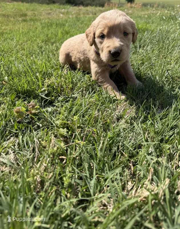 Purple  – Golden Retriever puppy for sale in Crab Orchard, KY