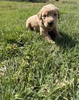 Purple , a female Golden Retriever for sale in Crab Orchard, KY – Photo 1 of 2