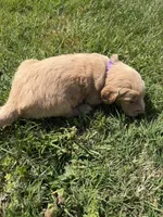 Purple , a female Golden Retriever for sale in Crab Orchard, KY – Photo 2 of 2
