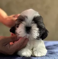 Chad, a male Shih Tzu for sale in Central, CA – 1 of 2
