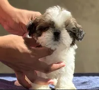 Brittany, a female Shih Tzu for sale in Central, CA – 2 of 2