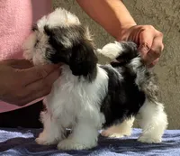 Chad, a male Shih Tzu for sale in Central, CA – 2 of 2