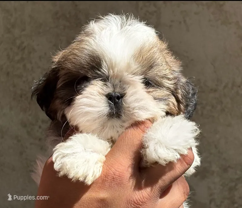 Brittany – Shih Tzu puppy for sale in Central, CA