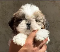 Brittany, a female Shih Tzu for sale in Central, CA – 1 of 2