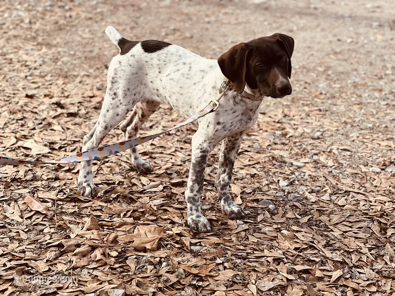 Remi – German Shorthaired Pointer puppy for sale in Huntsville, AL