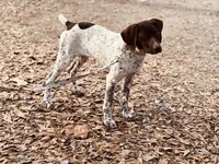 Remi, a female German Shorthaired Pointer for sale in Muscle Shoals, AL – 1 of 2